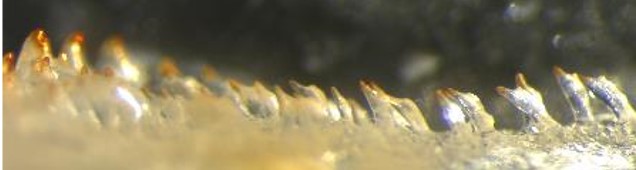 ../../_images/cichlid-jaw.jpg