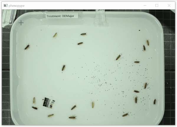 ../../_images/isopod-counting_mask.gif