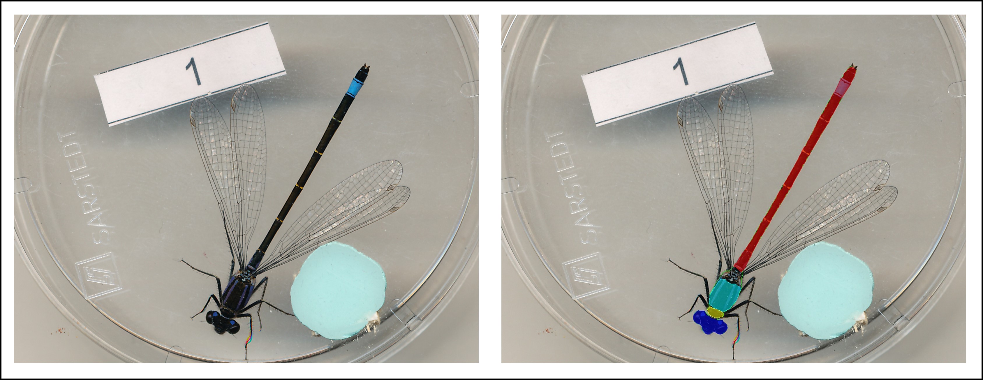 ../../_images/output_damselfly-phenomics.jpg