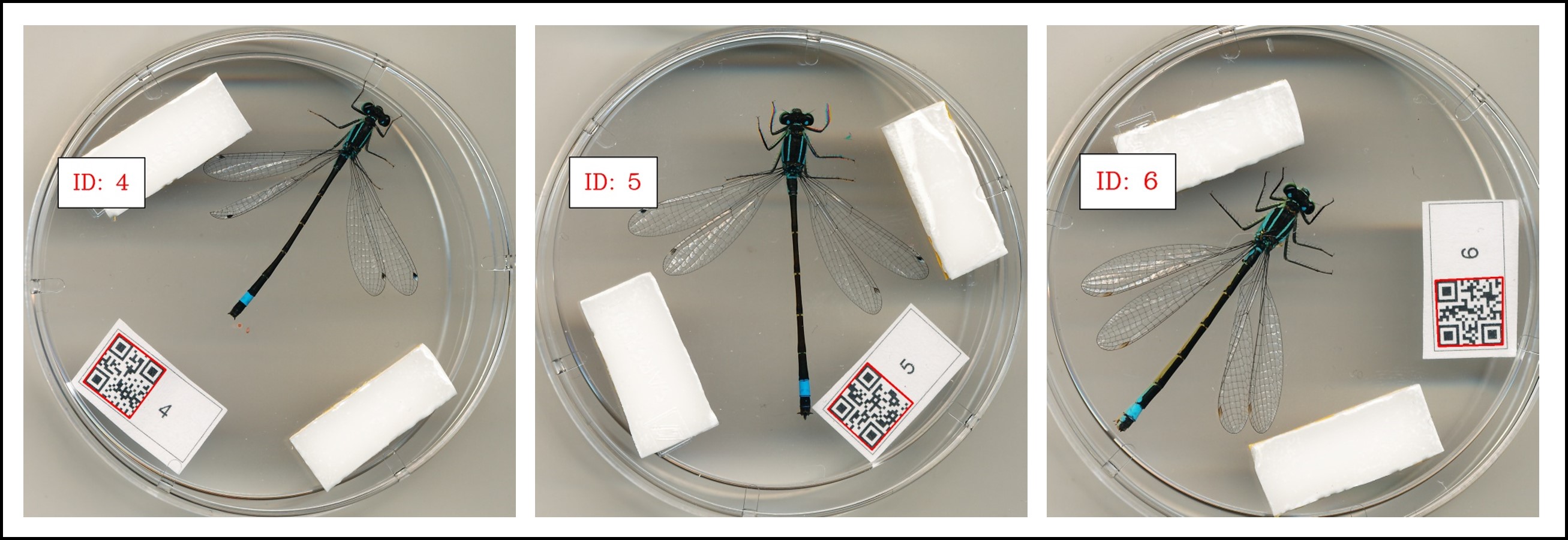 ../../_images/output_qr-codes.jpg