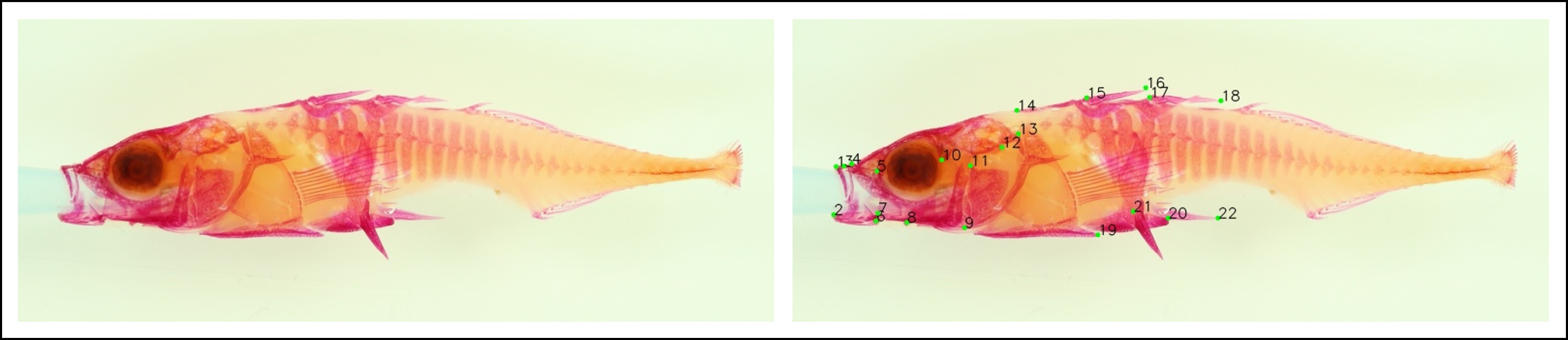 ../../_images/output_stickleback-landmarks.jpg