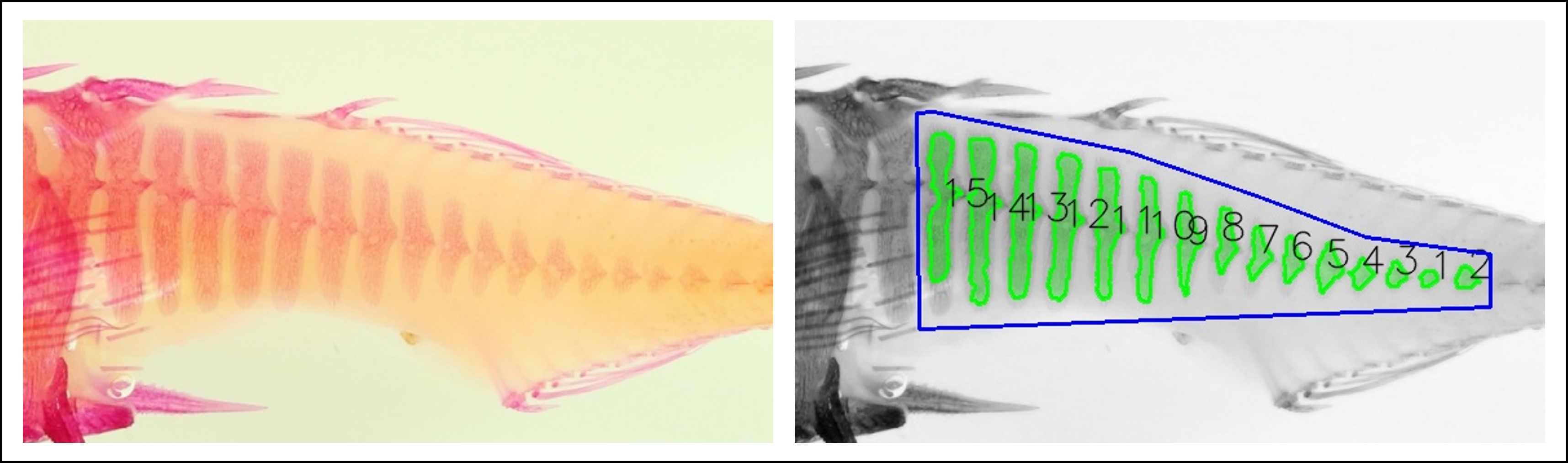 ../../_images/output_stickleback-plates.jpg