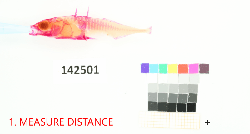 ../../_images/stickleback-landmarks_reference.gif